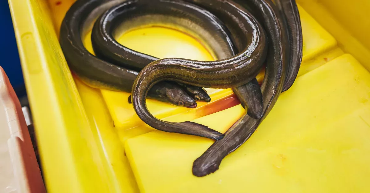 Man Swallows Live Eels To Treat His Constipation And Immediately Regrets It!