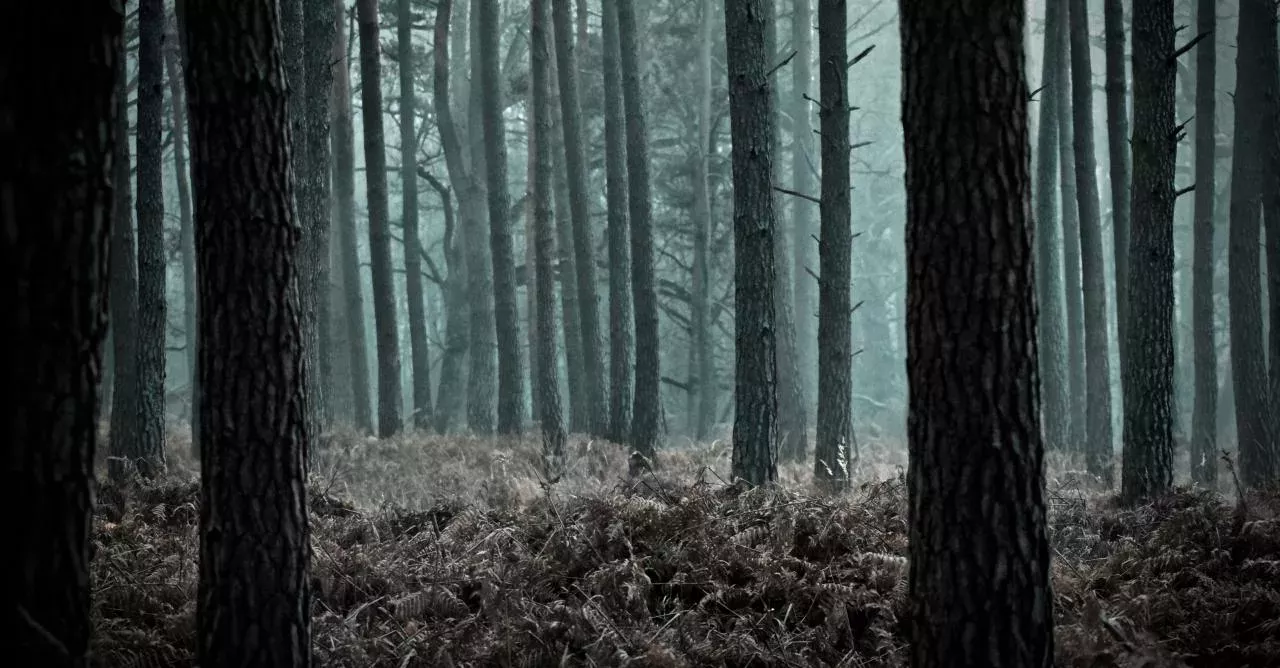 Many weird sounds come out of the woods