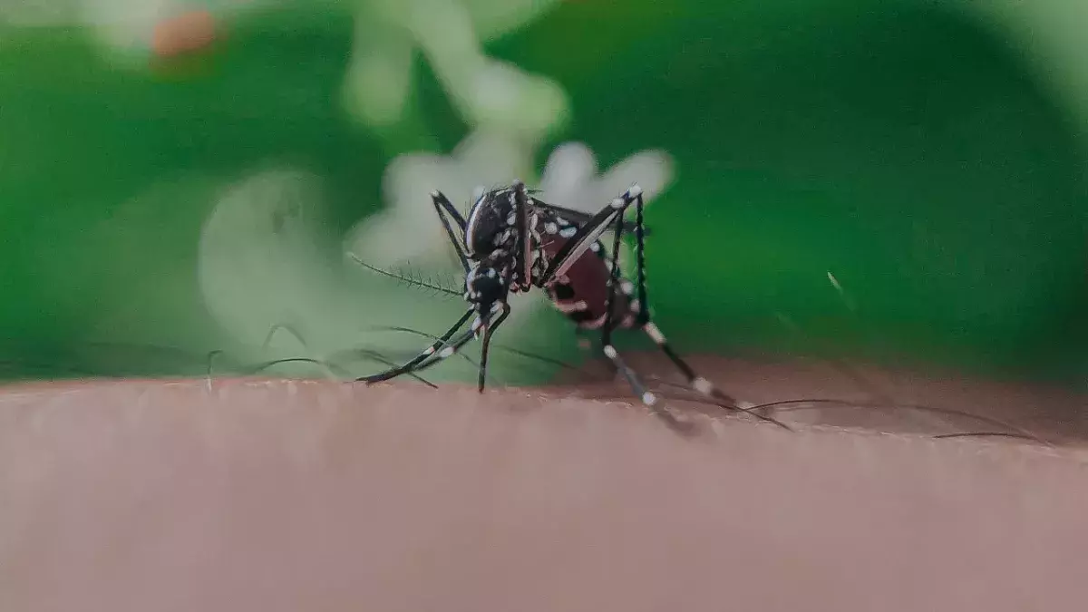 Mosquito bite