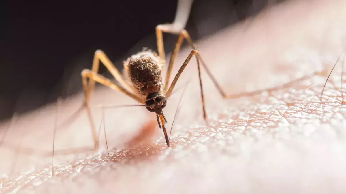 Mosquito repellent