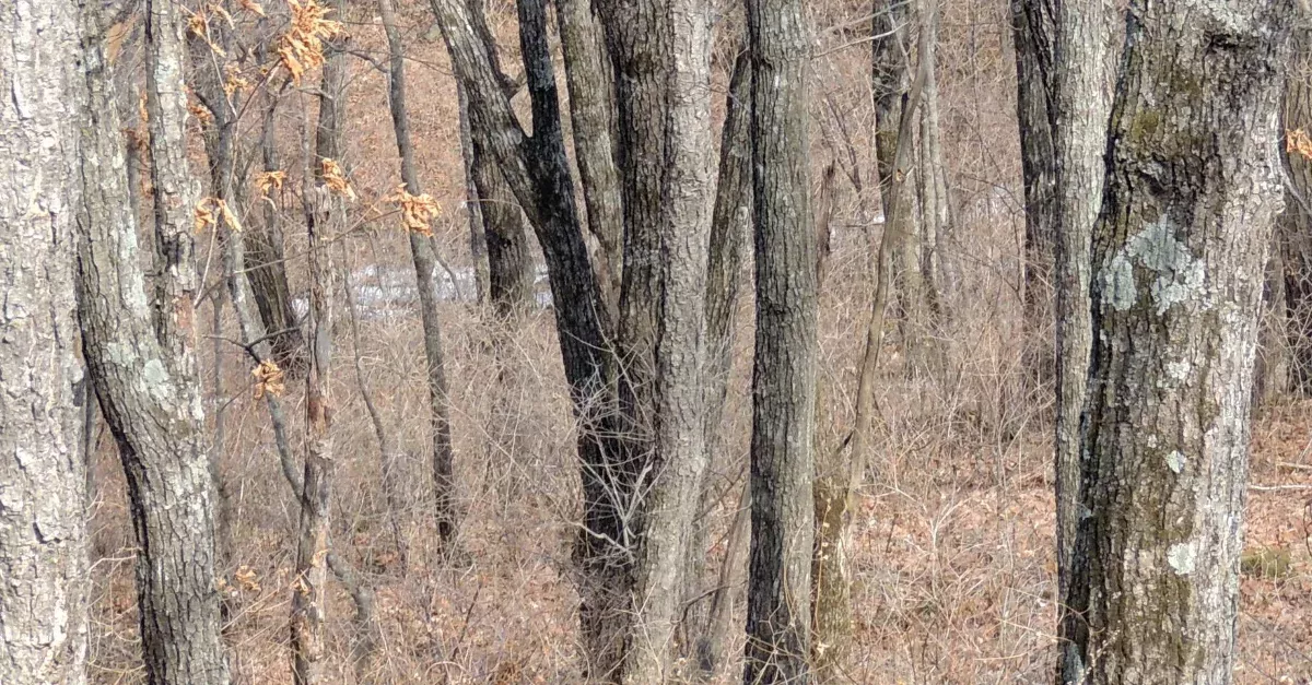 A Nature Reserve Challenges You To Find Its 'Invisible Leopard Of The Far East' In This Brainteaser