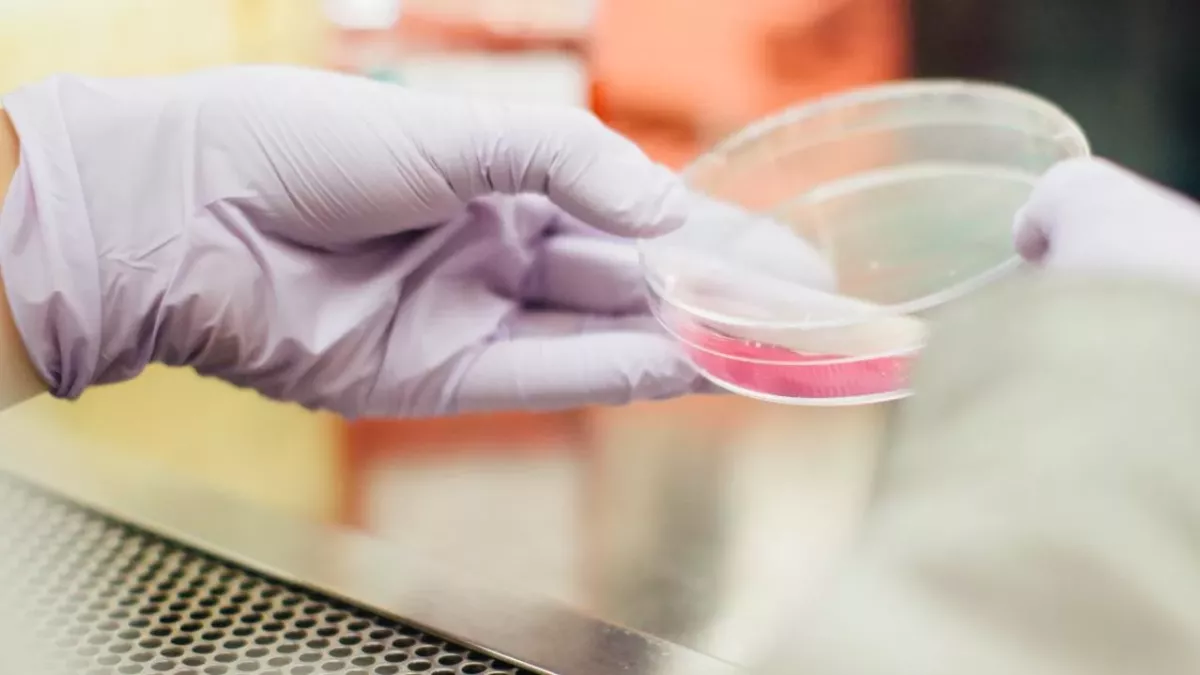 Petri dish