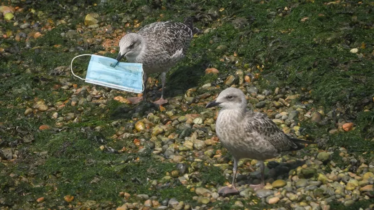 Seagulls eating face masks