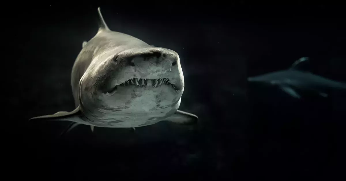 Shark