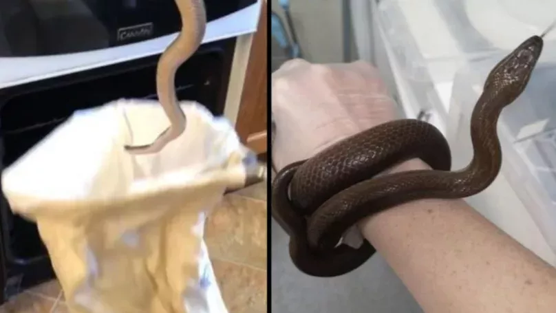 snake