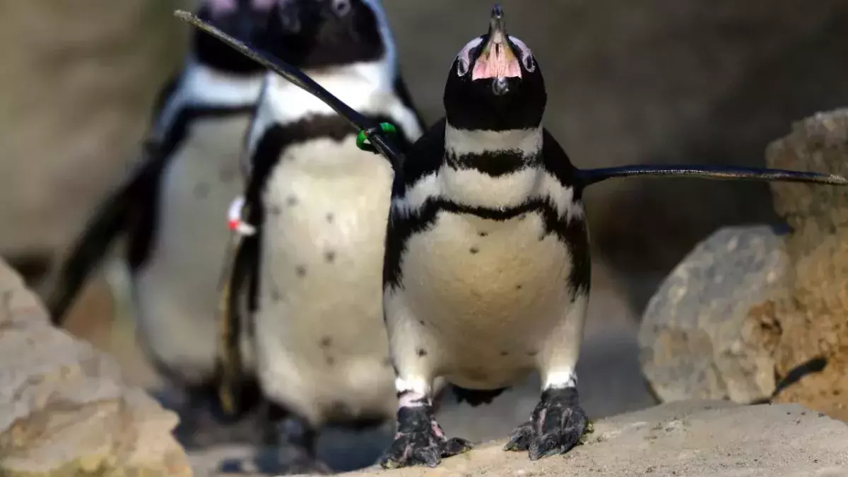 Swarm of bees kills 63 endangered penguins in South Africa