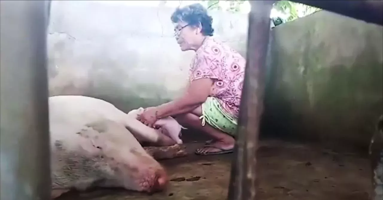 They Witnessed A Pig Giving Birth But What They Saw Was Out Of This World