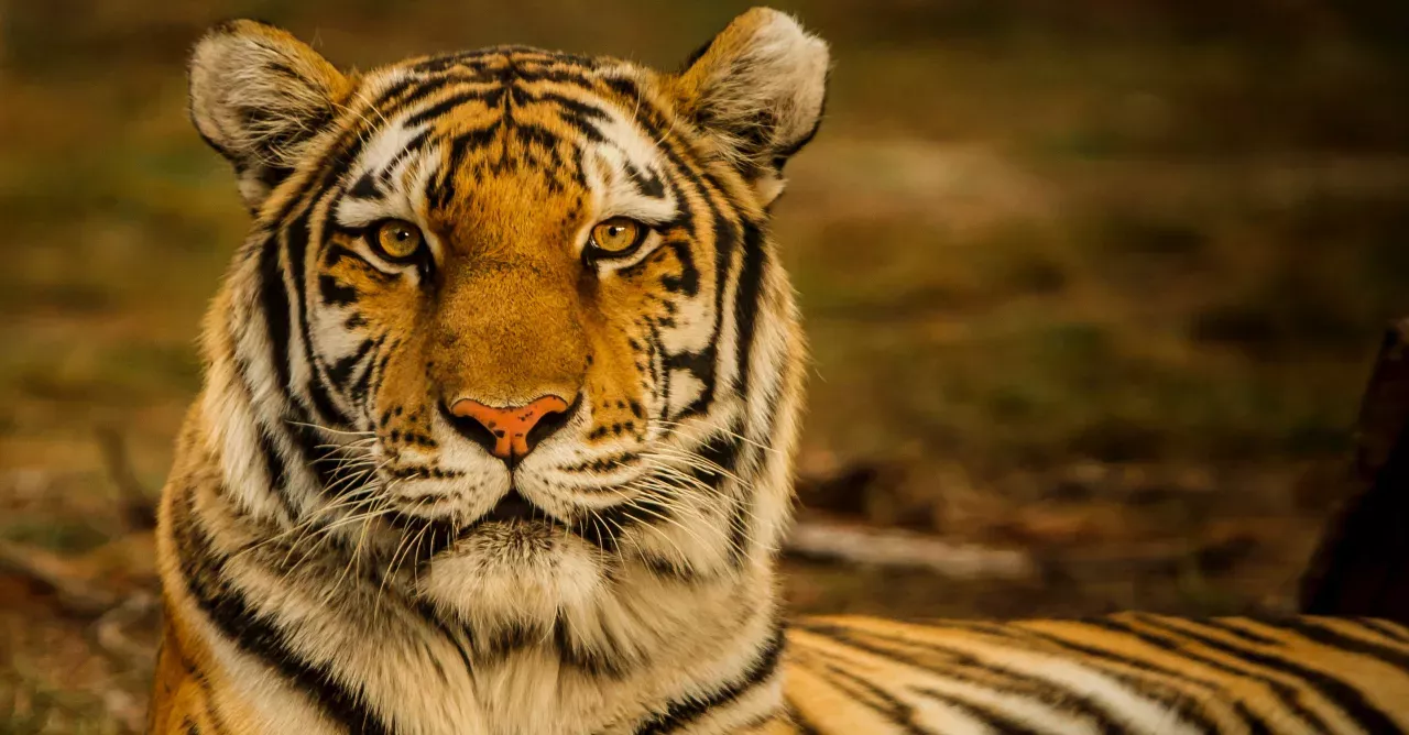 Tiger 