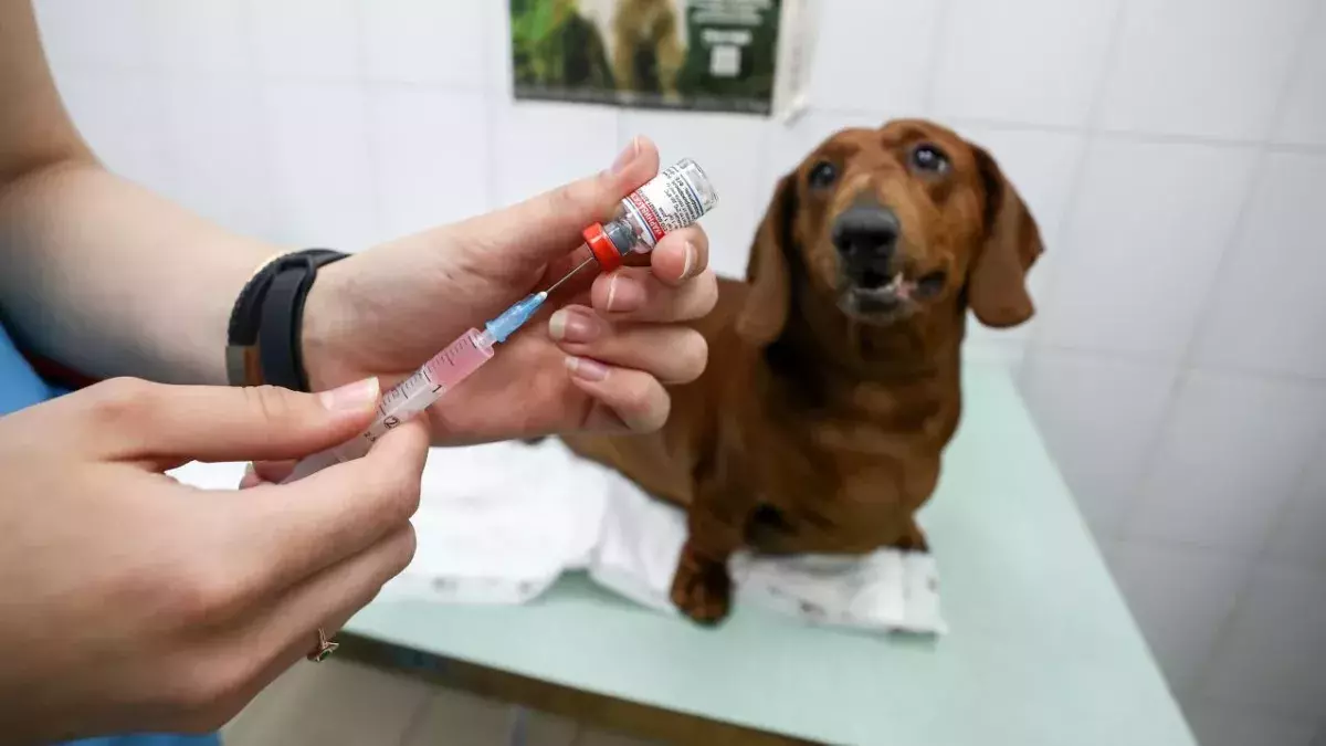 UK Pets Could Be Next In Line For COVID Jabs
