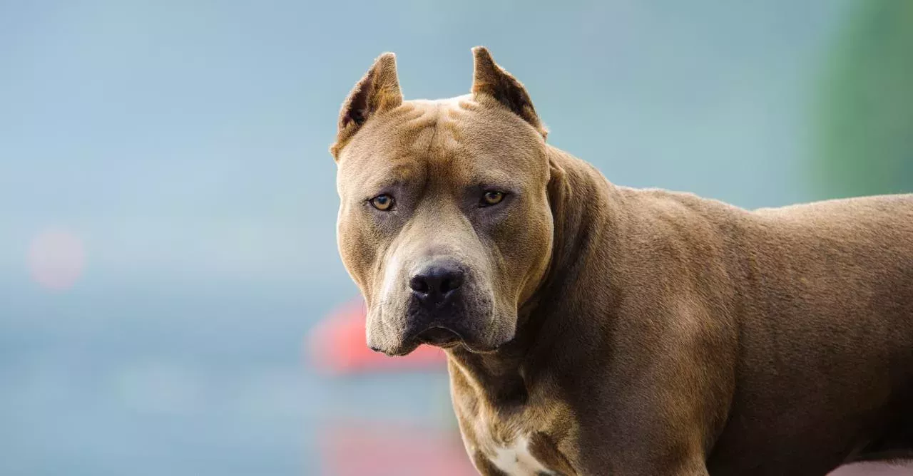This video of a ferocious dog attacking a little girl has shaken the entire world