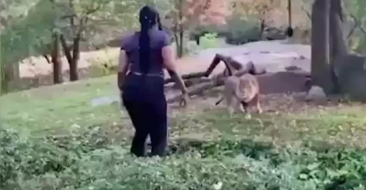 Woman approaches lion