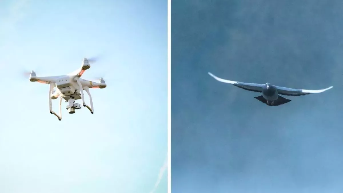 Drone and pigeon