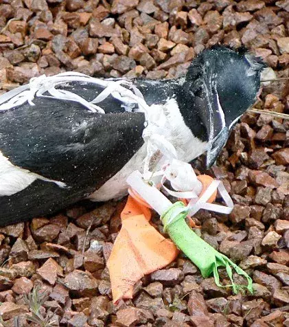 A bird caught in the remains of a balloon