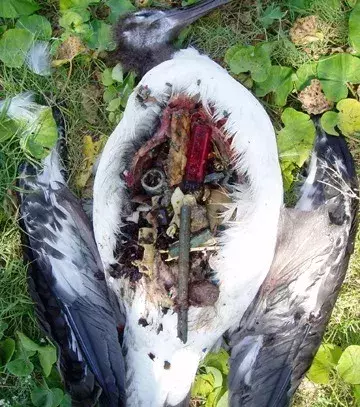 A dead albatross with a belly full of rubbish