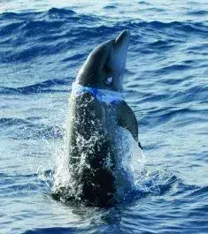 A dolphin with a plastic bag wrapped around its neck