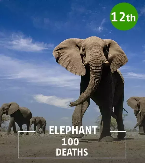 Elephants have a habitat that is commonly frequented by humans. Therefore they react to gain their territory, and understandably so.