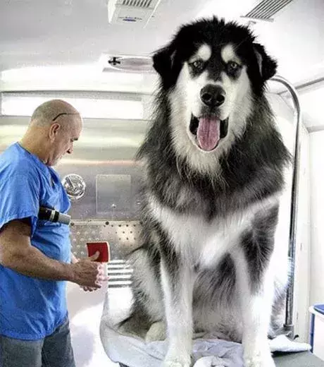 An enormous wolfhound!
