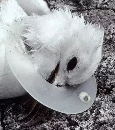 A seagull caught in a plastic ring