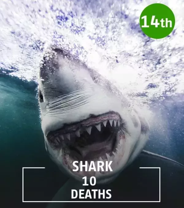 Sharks are getting closer and closer to the coast, and therefore humans, when trying to find food.