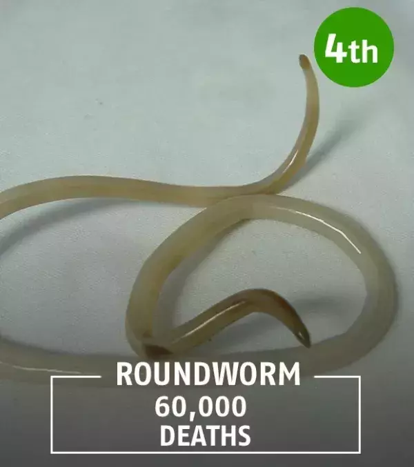 Like the tapeworm, the roundworm is a parasite that reproduces and multiples in the intestines.