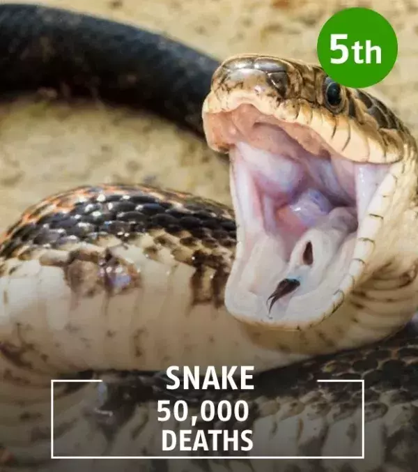 There are many species of venomous snakes in the world, and therefore some are more dangerous than others.