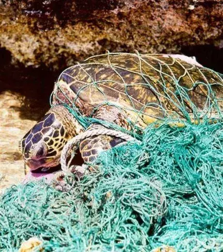 A turtle caught in a fishing net