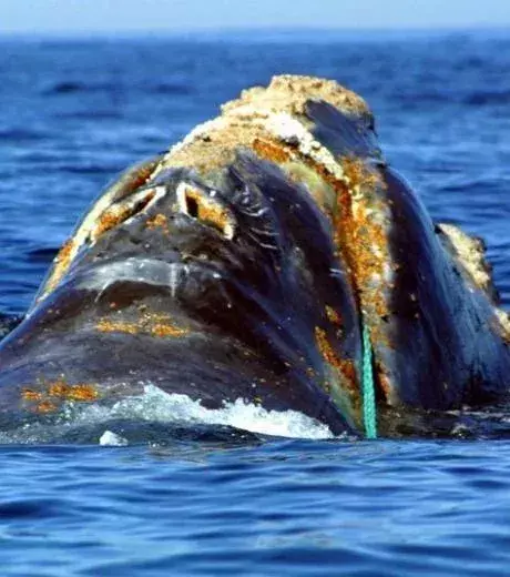 A whale caught in a fishing net