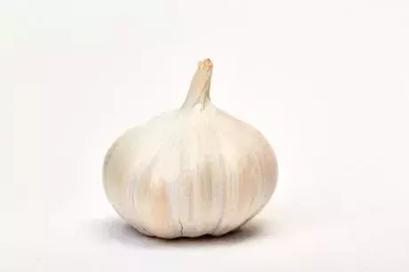 Garlic