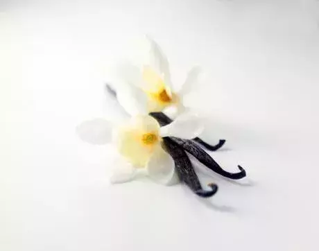 Vanilla