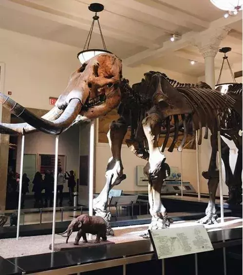 Visit the American Museum of Natural History
